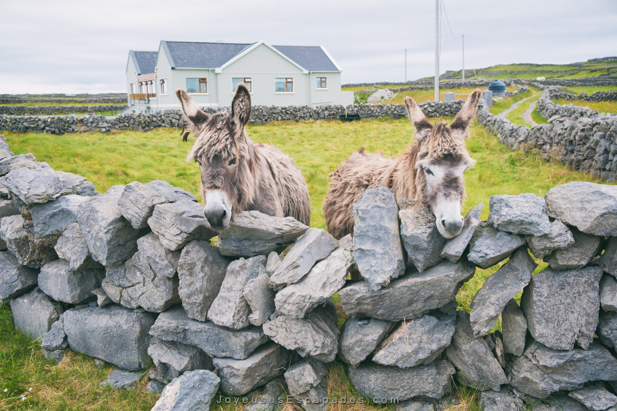 voyager en irlande en van