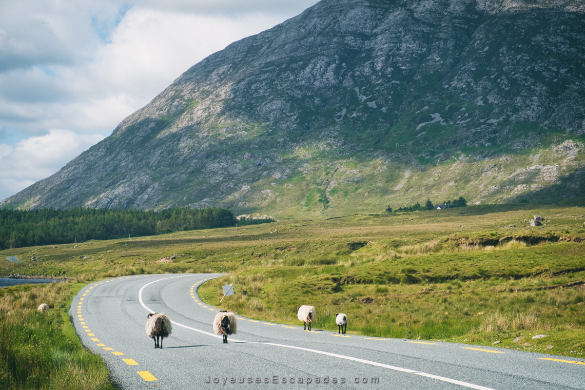 voyager en irlande en van