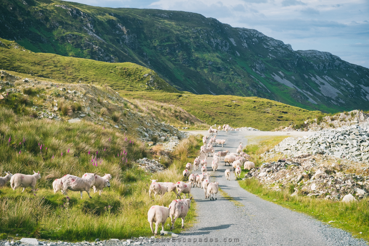 voyager en irlande en van