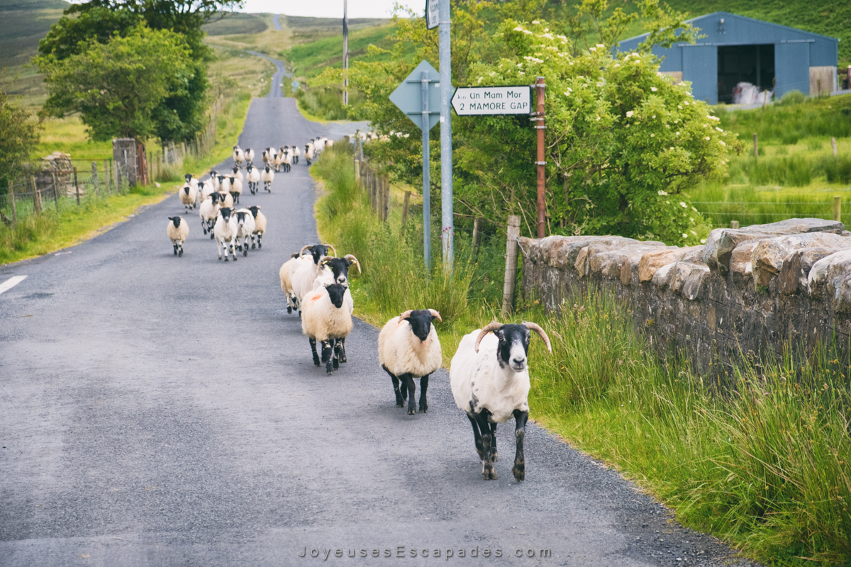 voyager en irlande en van