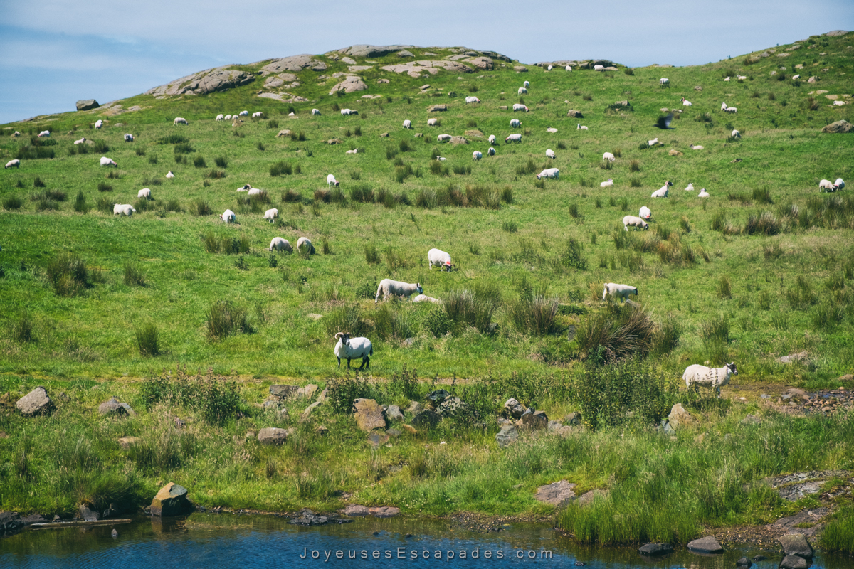 voyager en irlande en van